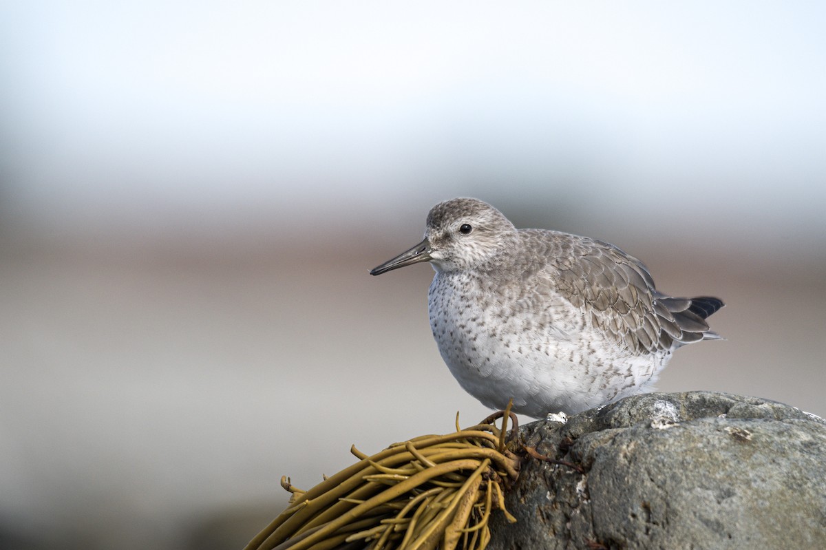 jespák rezavý - ML645562576