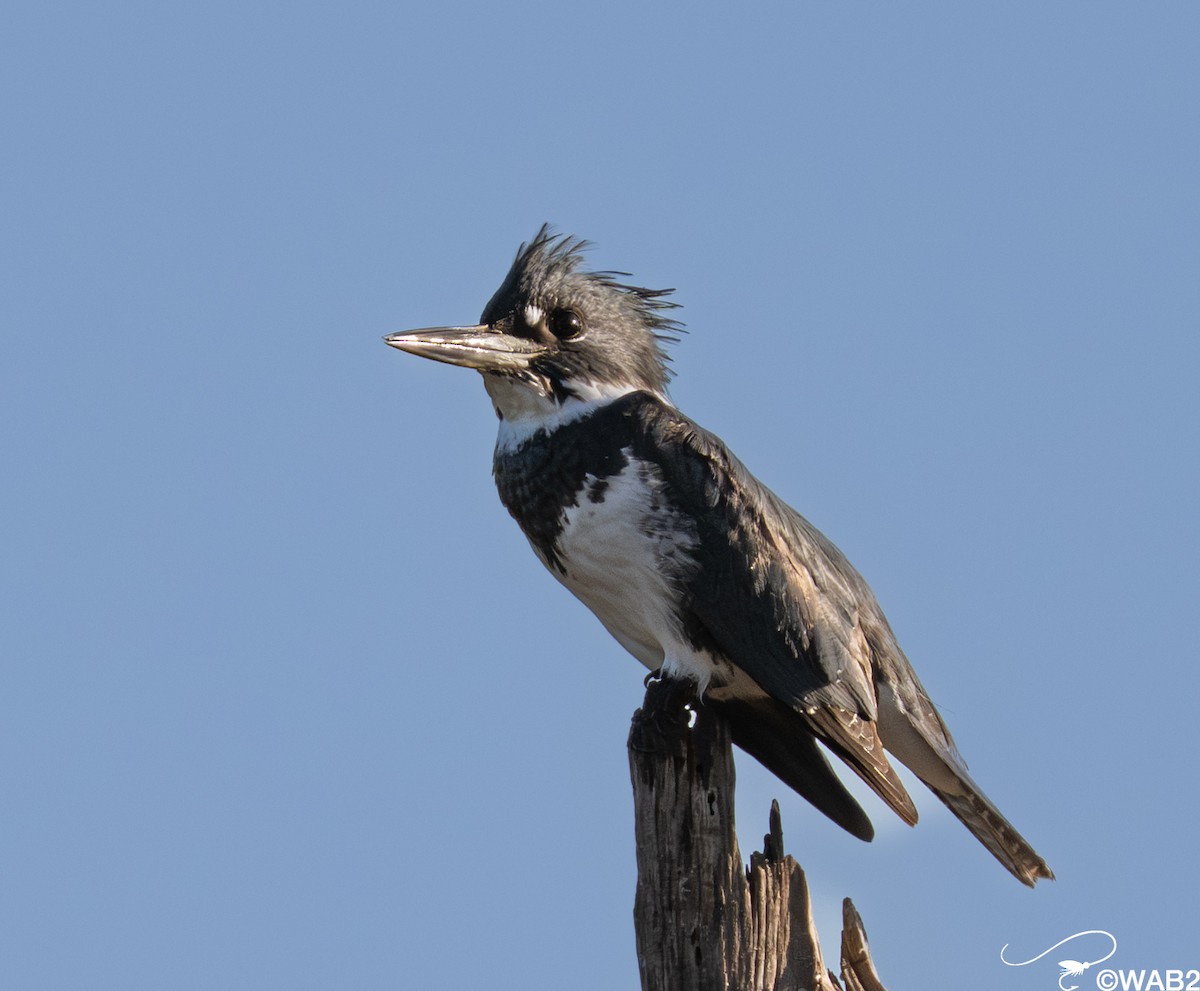 Martin-pêcheur d'Amérique - ML645562580