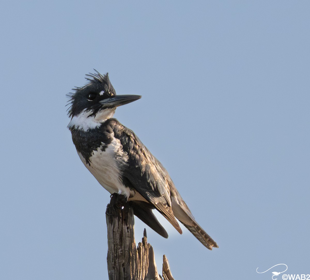 Martin-pêcheur d'Amérique - ML645562581