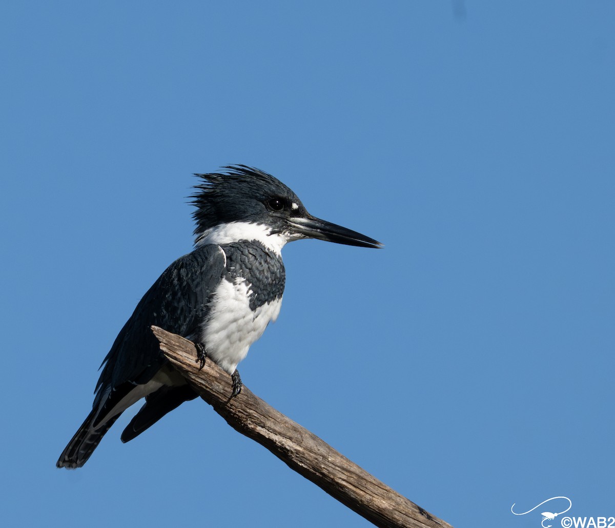Martin-pêcheur d'Amérique - ML645562582