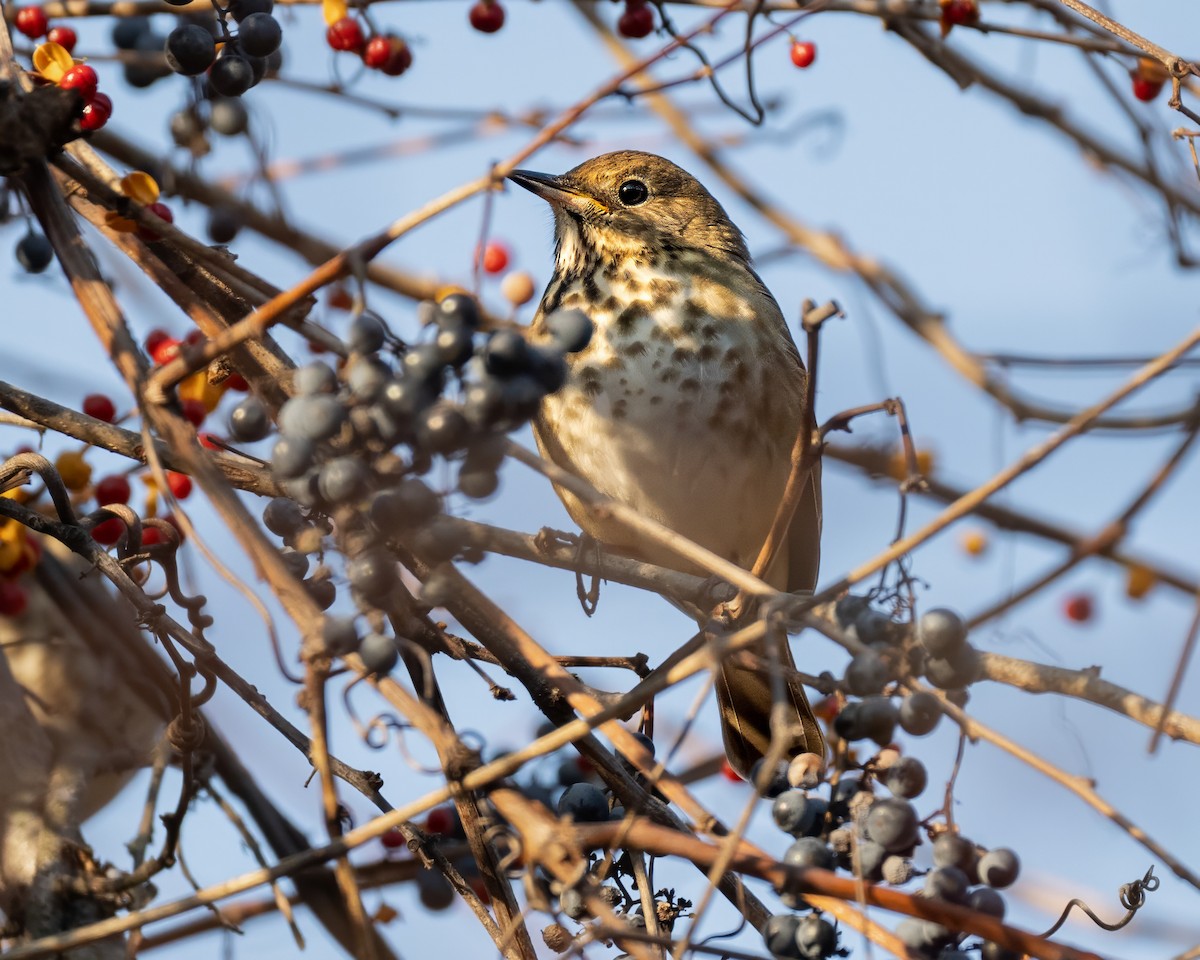 Hermit Thrush - ML645562583