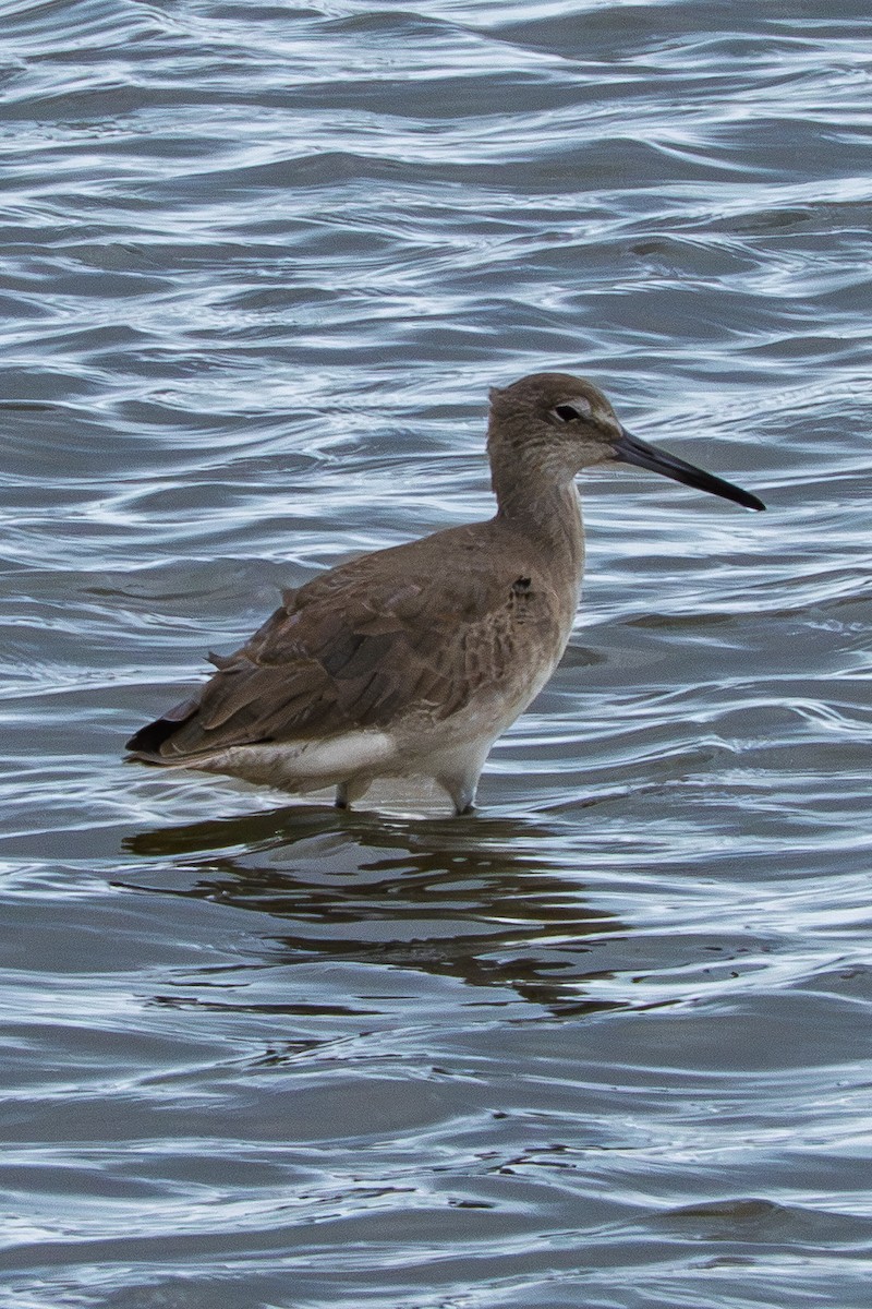 Willet - ML645562588