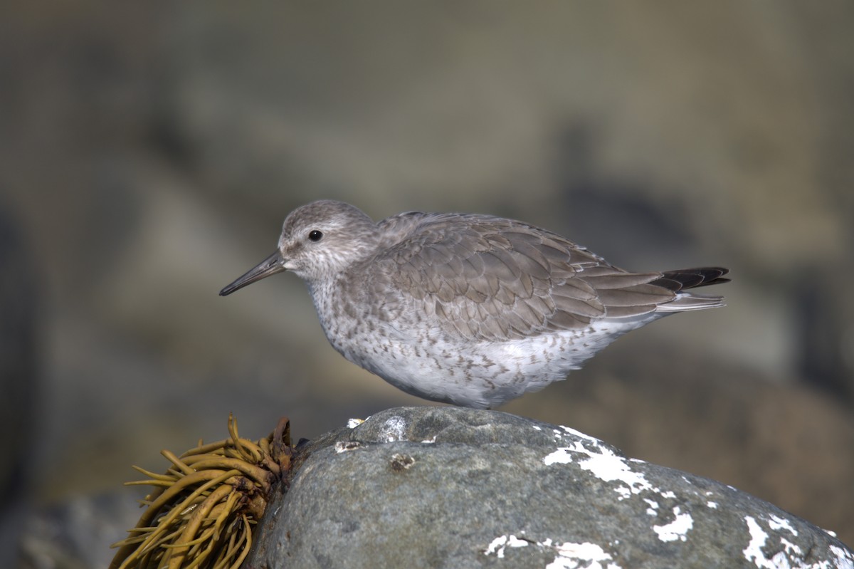 jespák rezavý - ML645562589