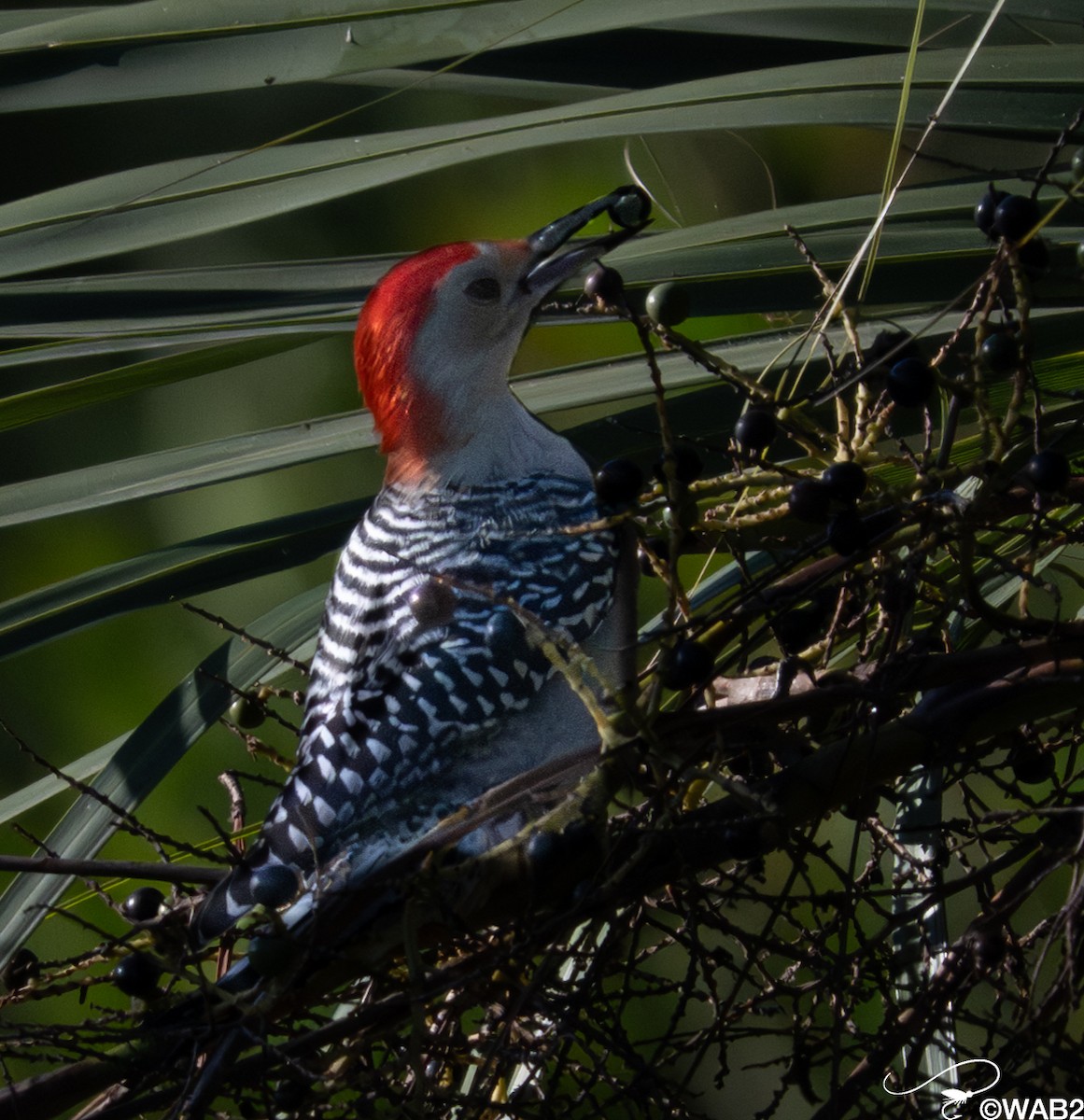 Pic à ventre roux - ML645562594