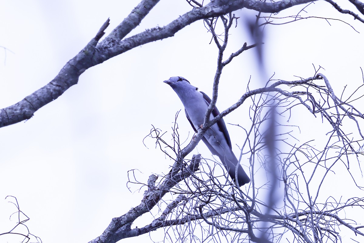 Cuckoo-roller - ML645562595