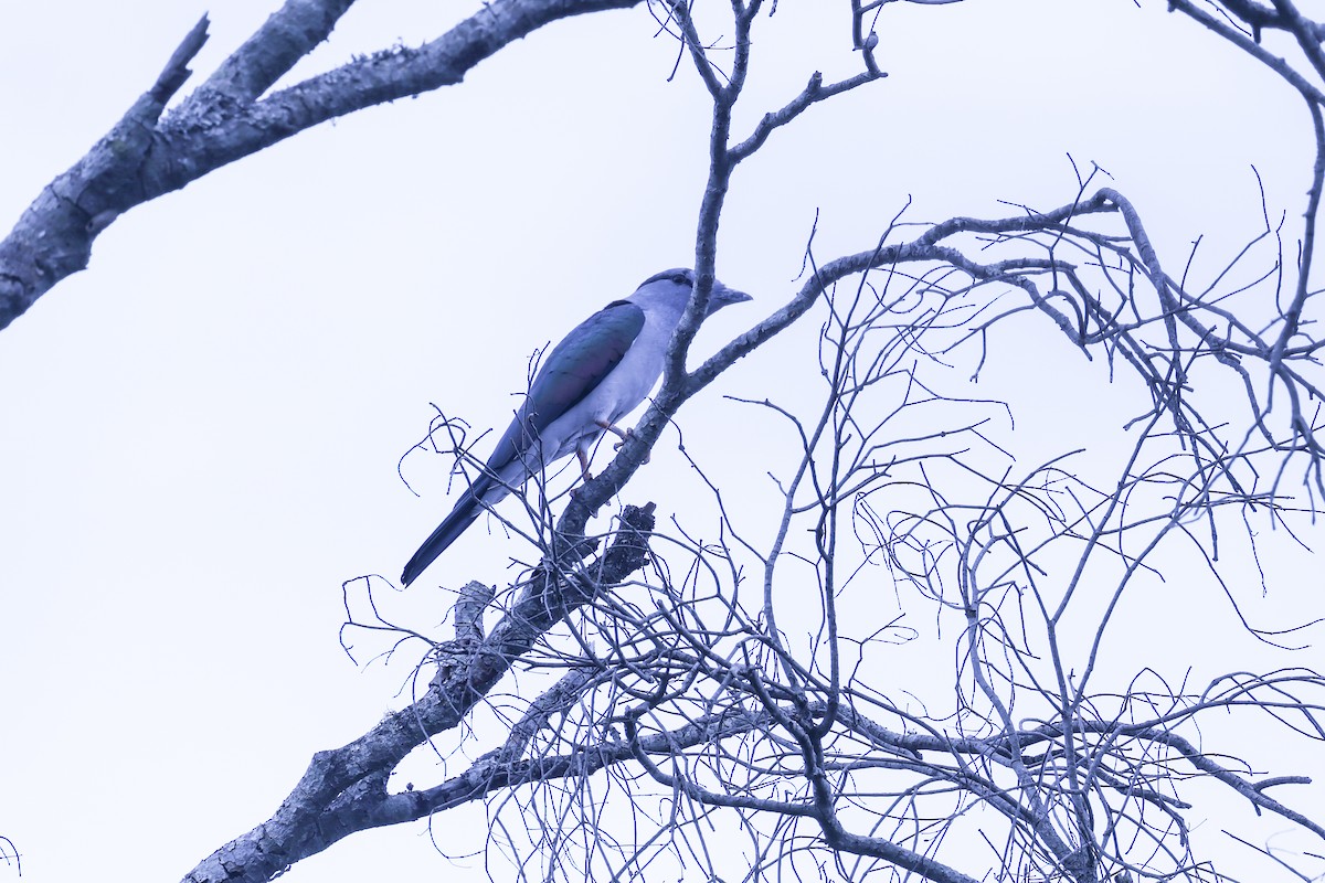 Cuckoo-roller - ML645562596