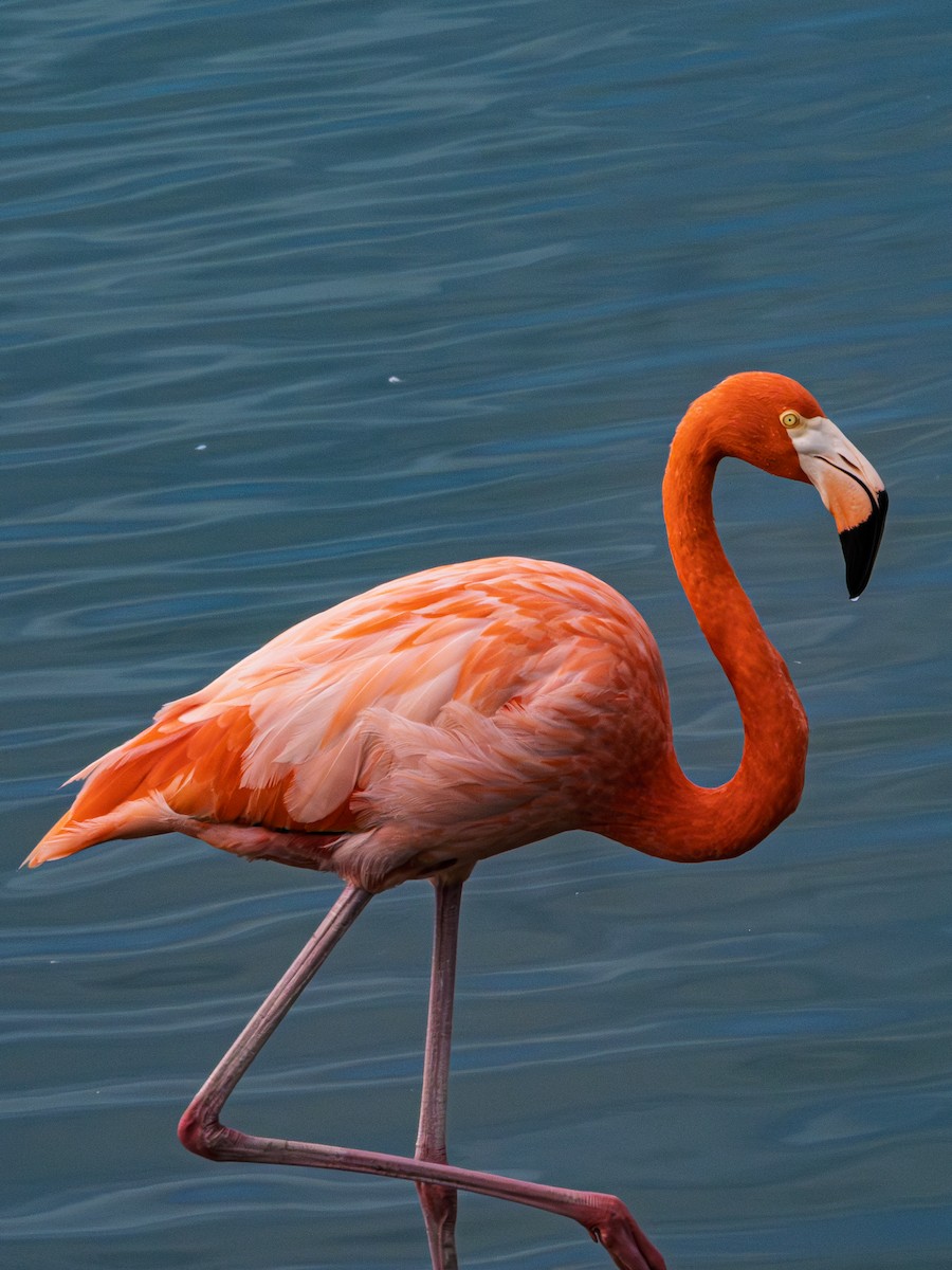 American Flamingo - ML645562602