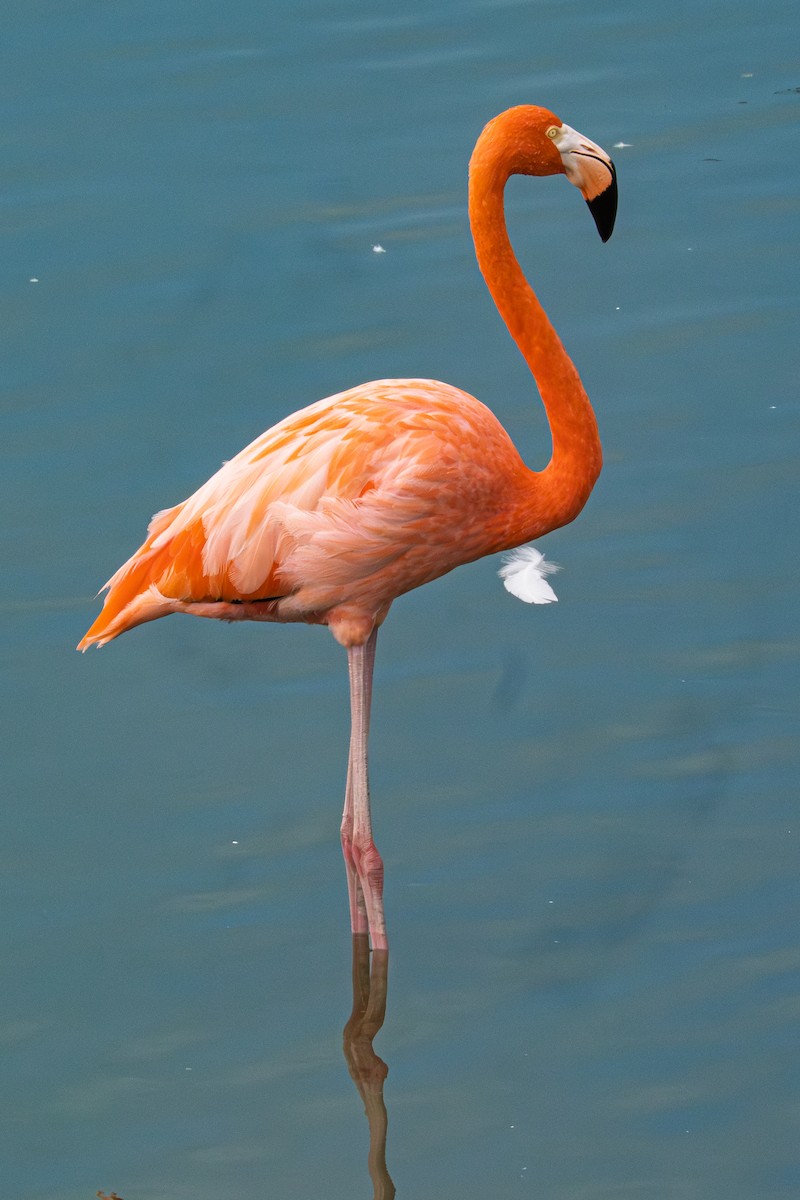 American Flamingo - ML645562603