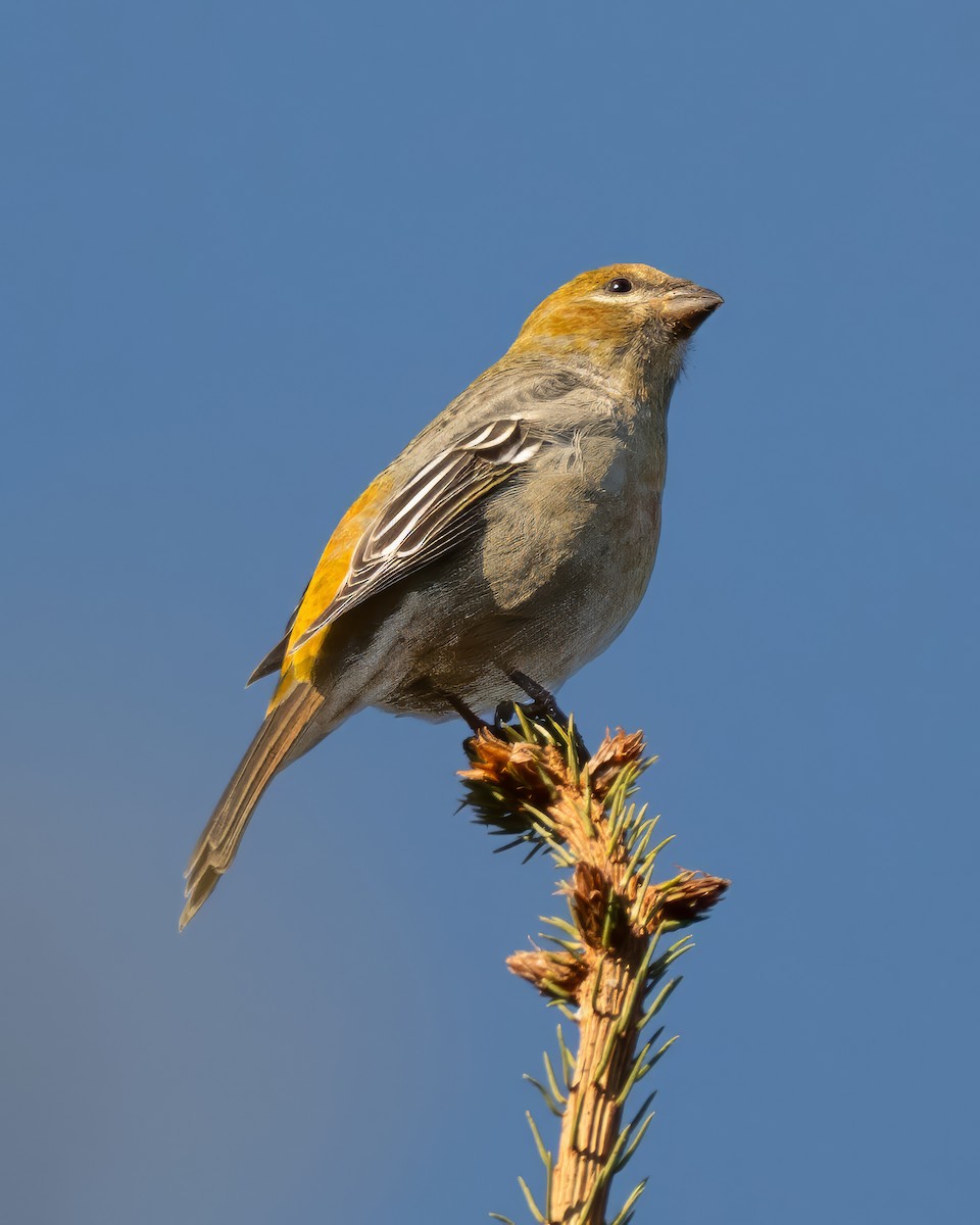 Hakengimpel - ML645562607