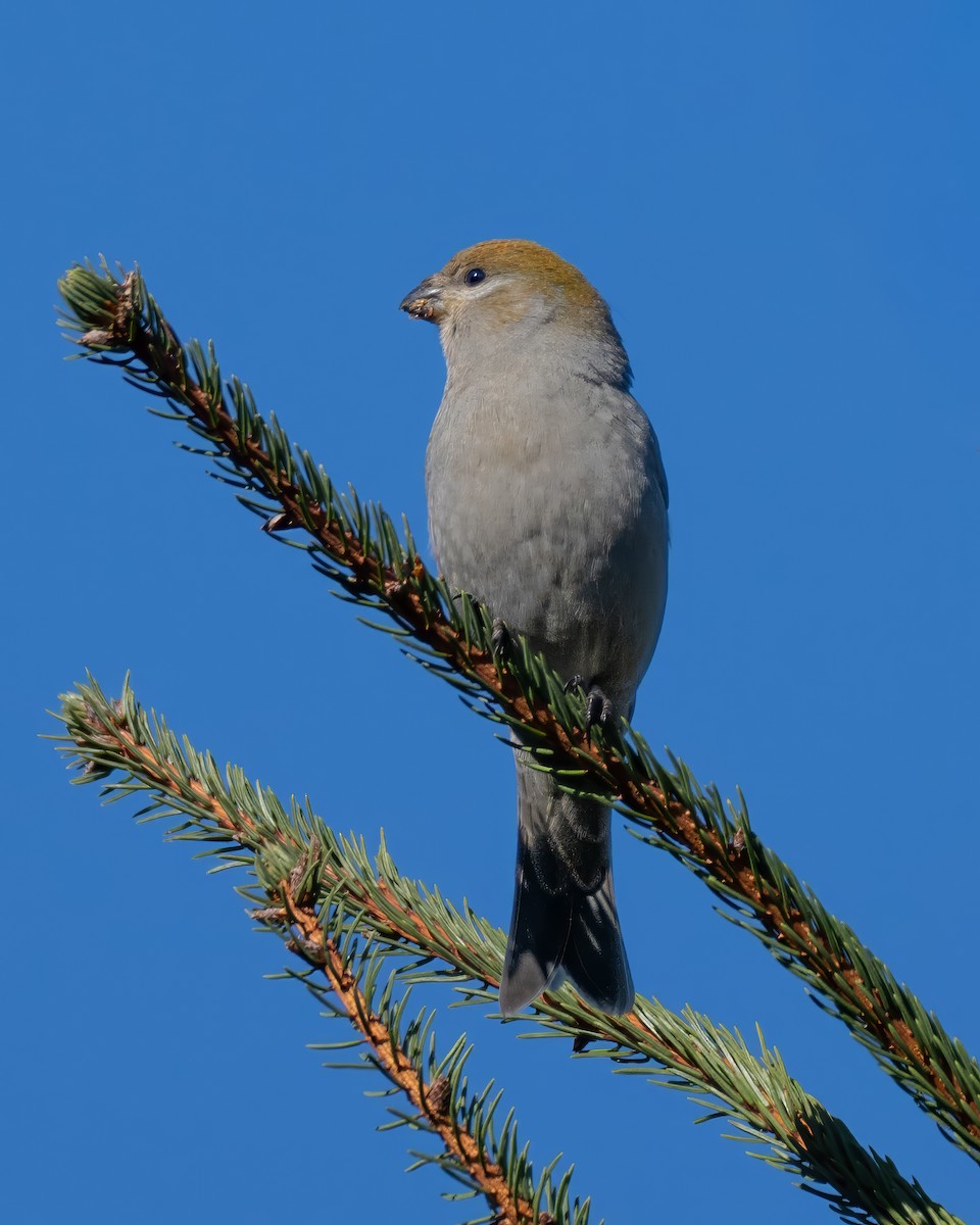 Hakengimpel - ML645562610