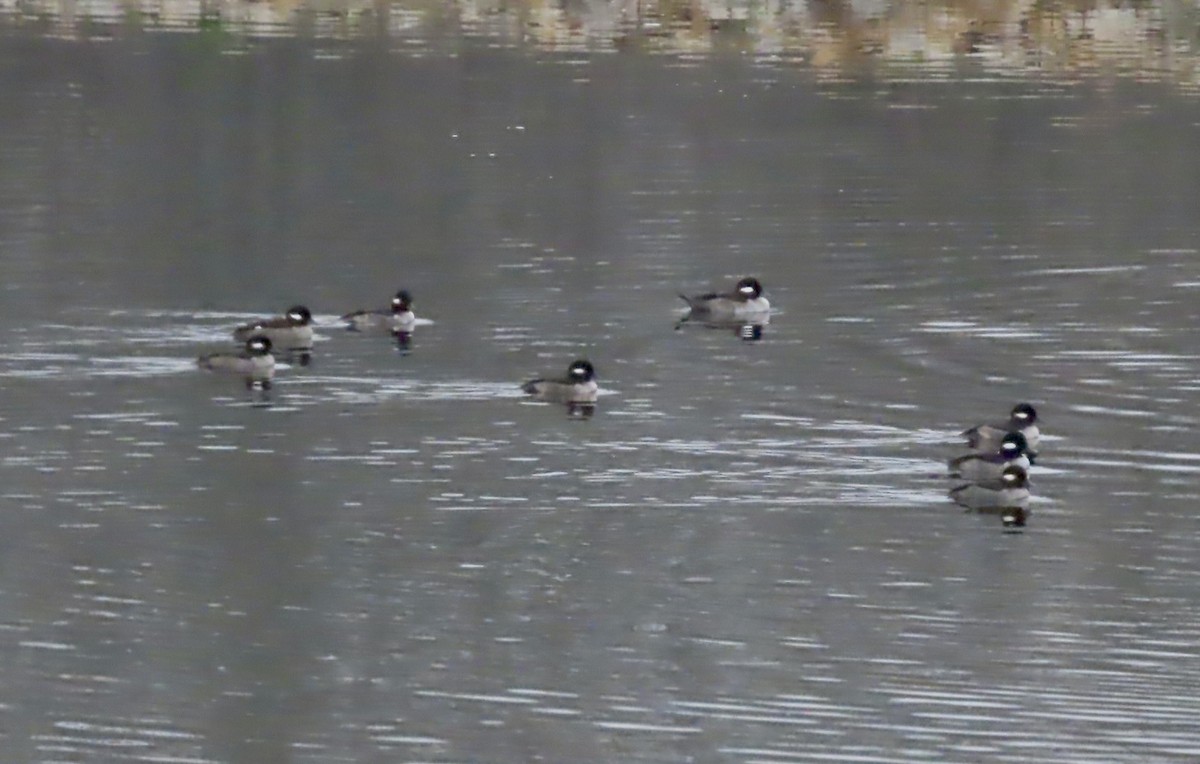 Bufflehead - ML645562614