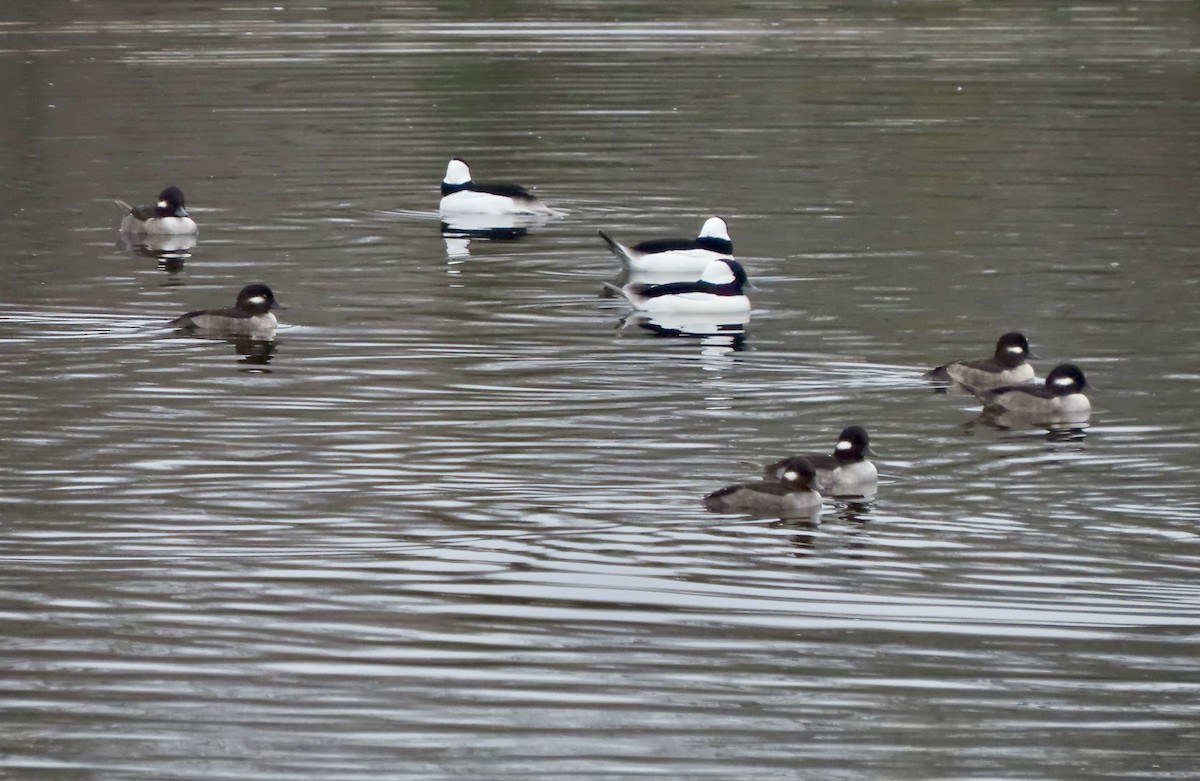 Bufflehead - ML645562615