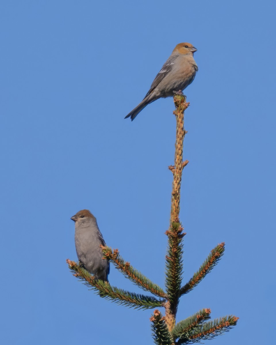 Hakengimpel - ML645562619