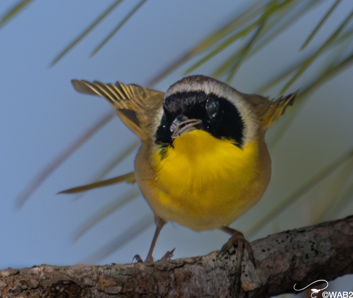 Paruline masquée - ML645562631