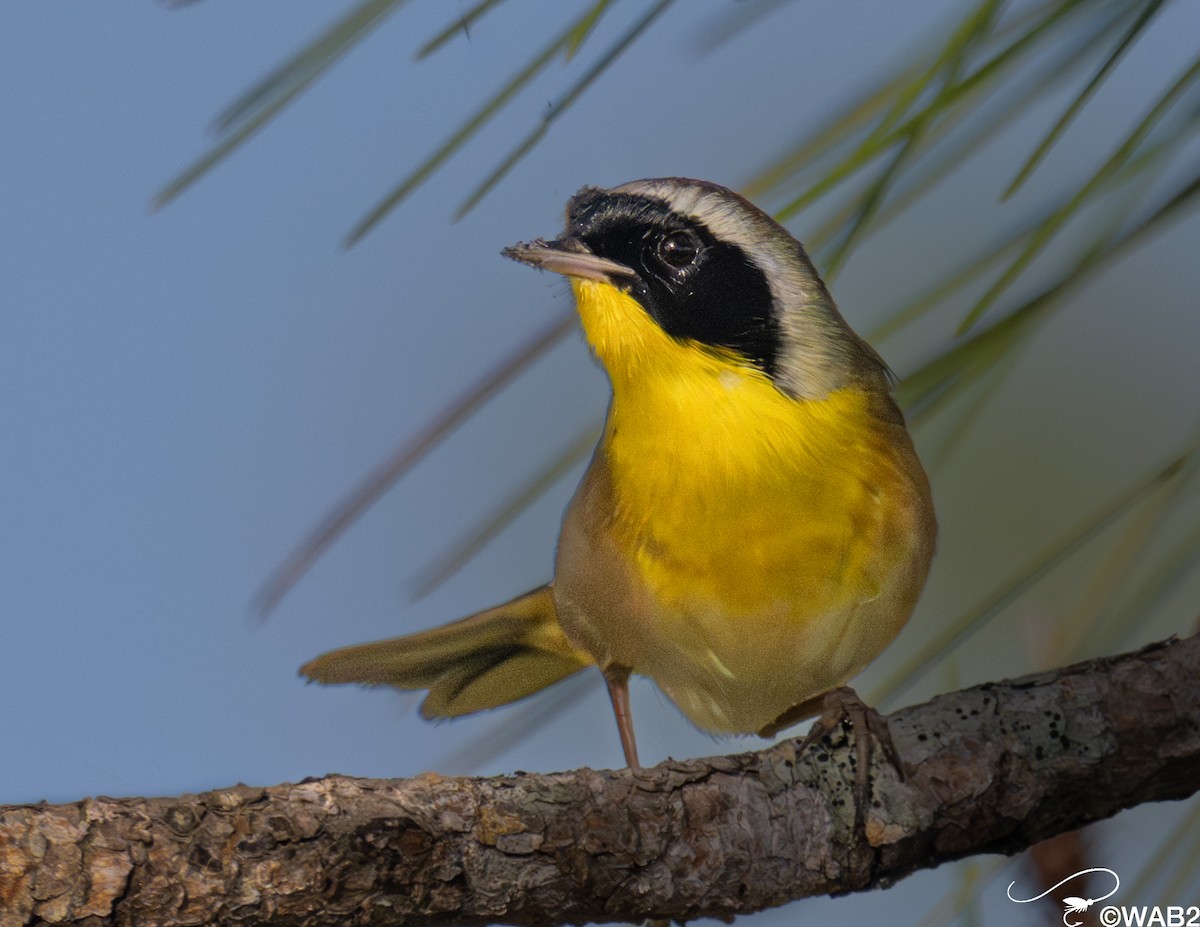 Paruline masquée - ML645562632