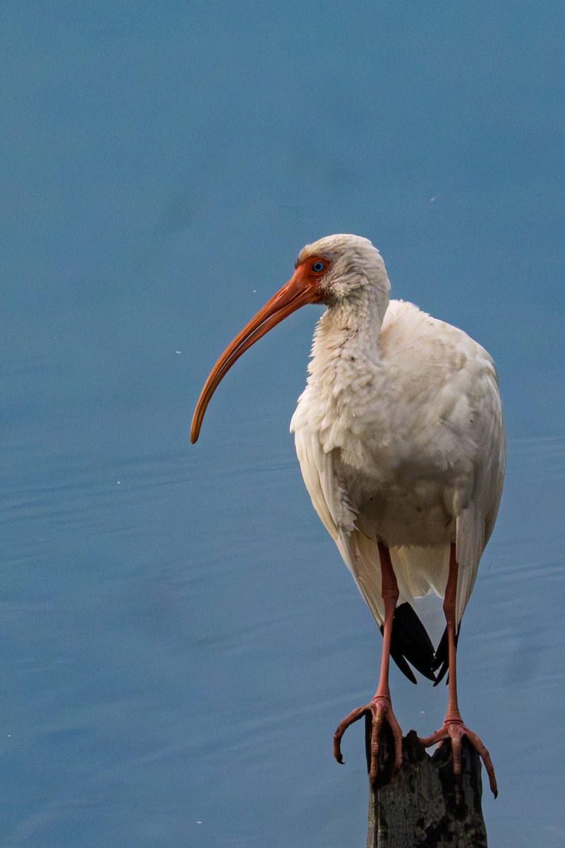 White Ibis - ML645562633