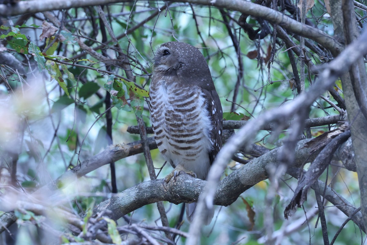 White-browed Owl - ML645562637