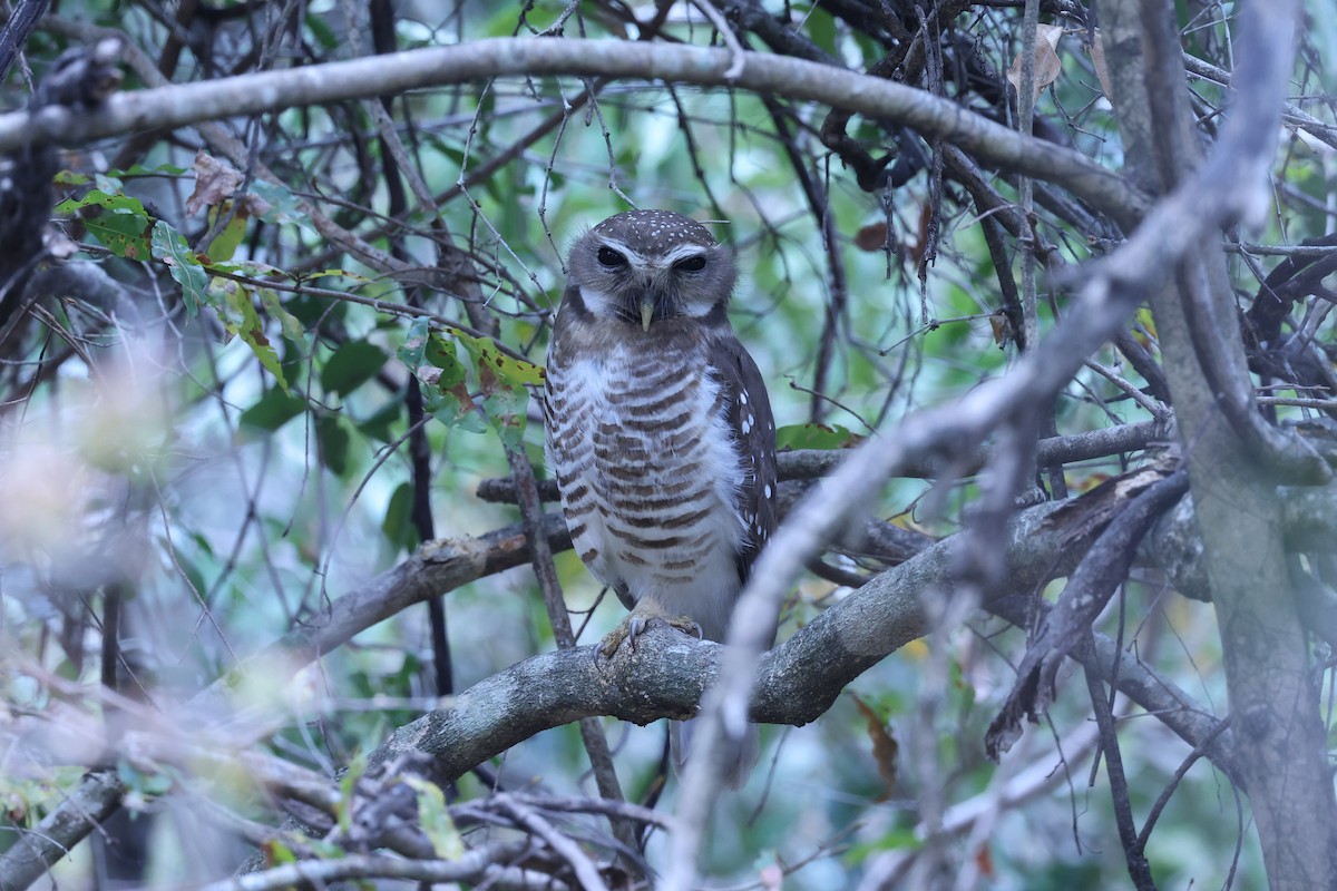 White-browed Owl - ML645562638
