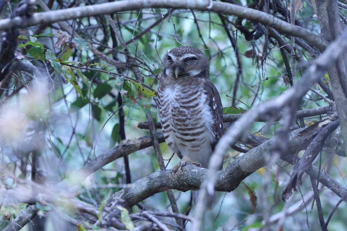 White-browed Owl - ML645562639
