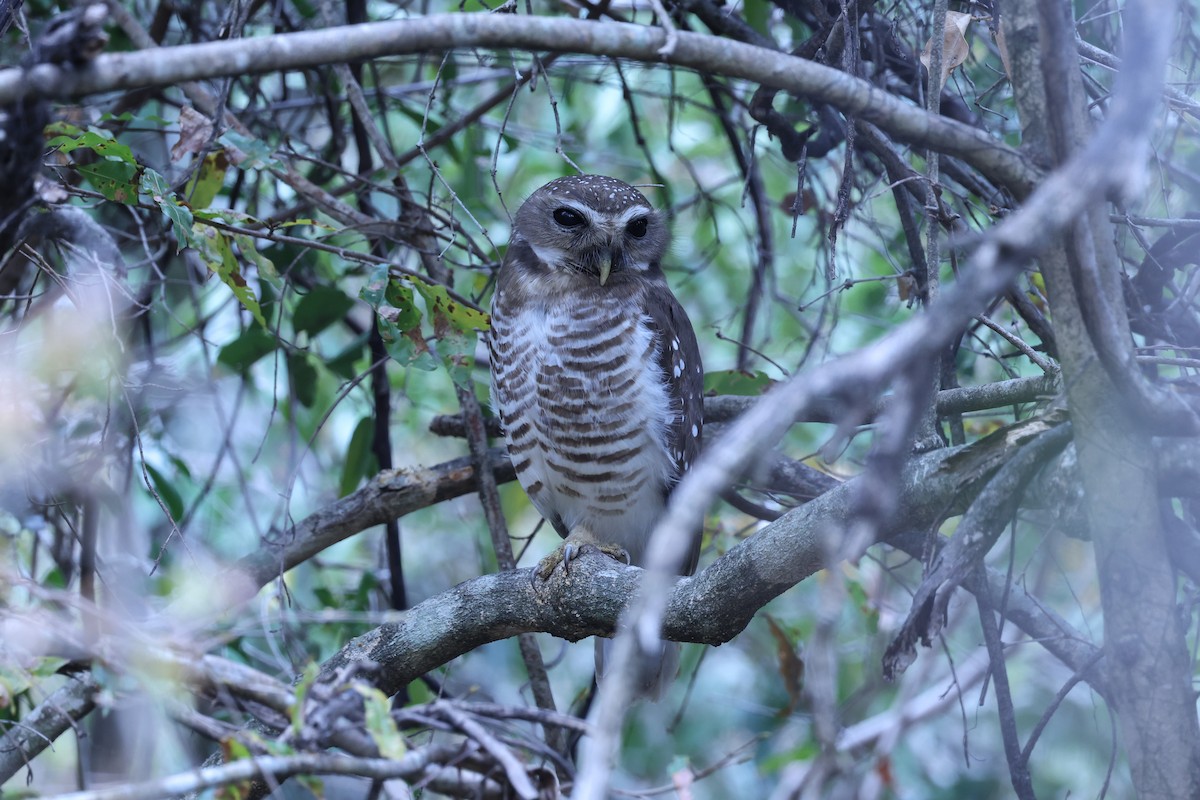 White-browed Owl - ML645562640