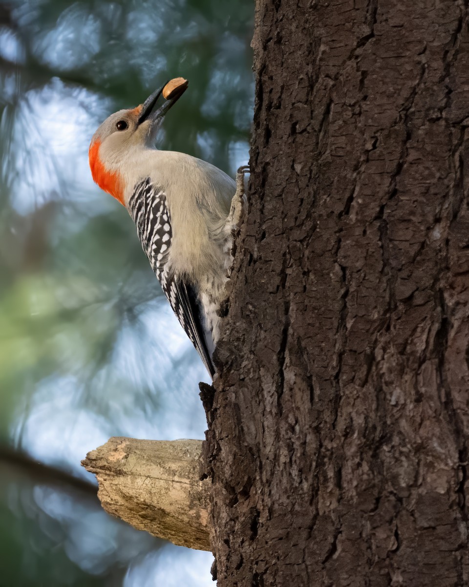 Red-bellied Woodpecker - ML645562641
