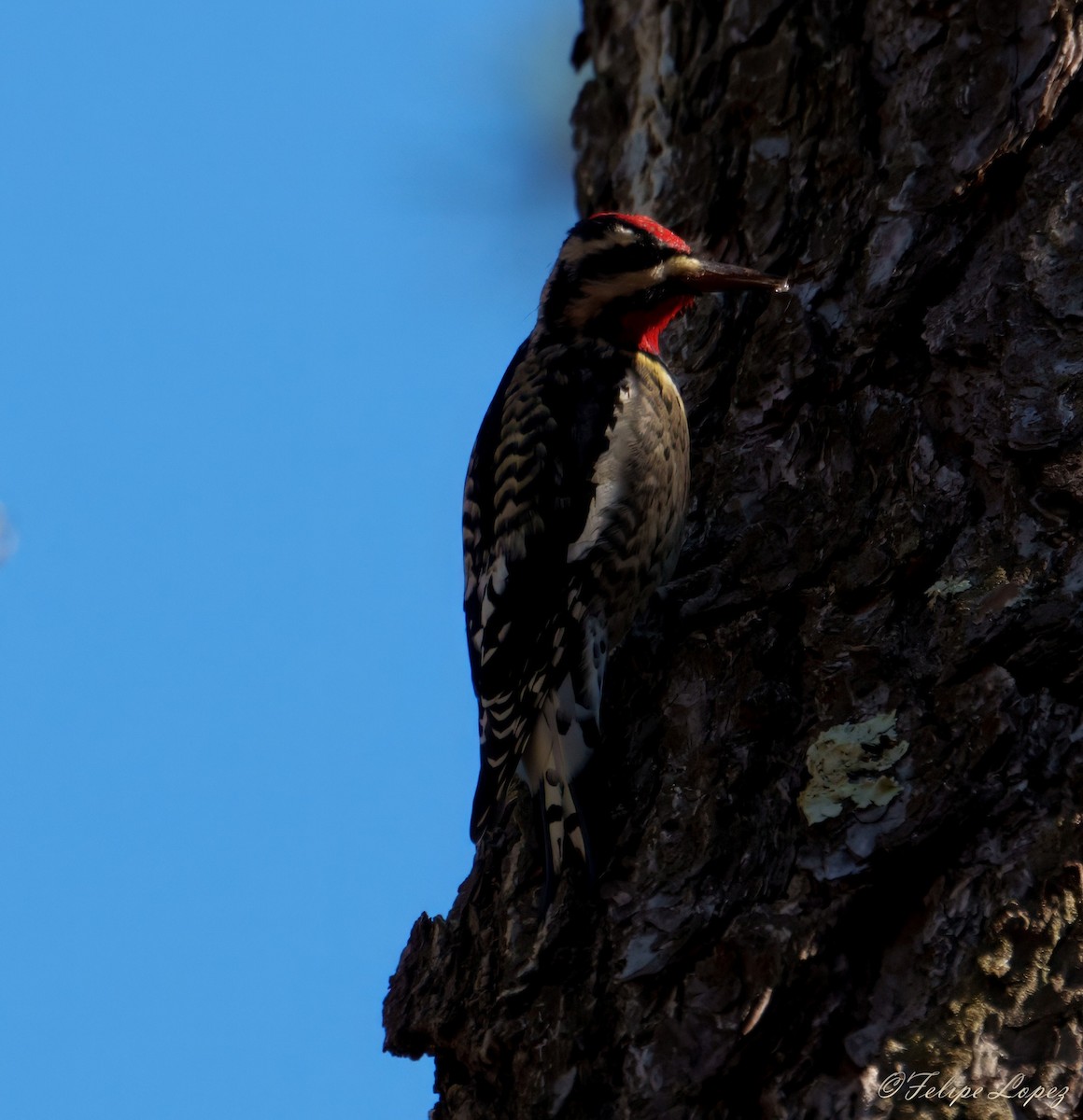 Yellow-bellied Sapsucker - ML645562647