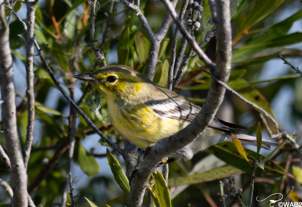 Paruline des pins - ML645562657