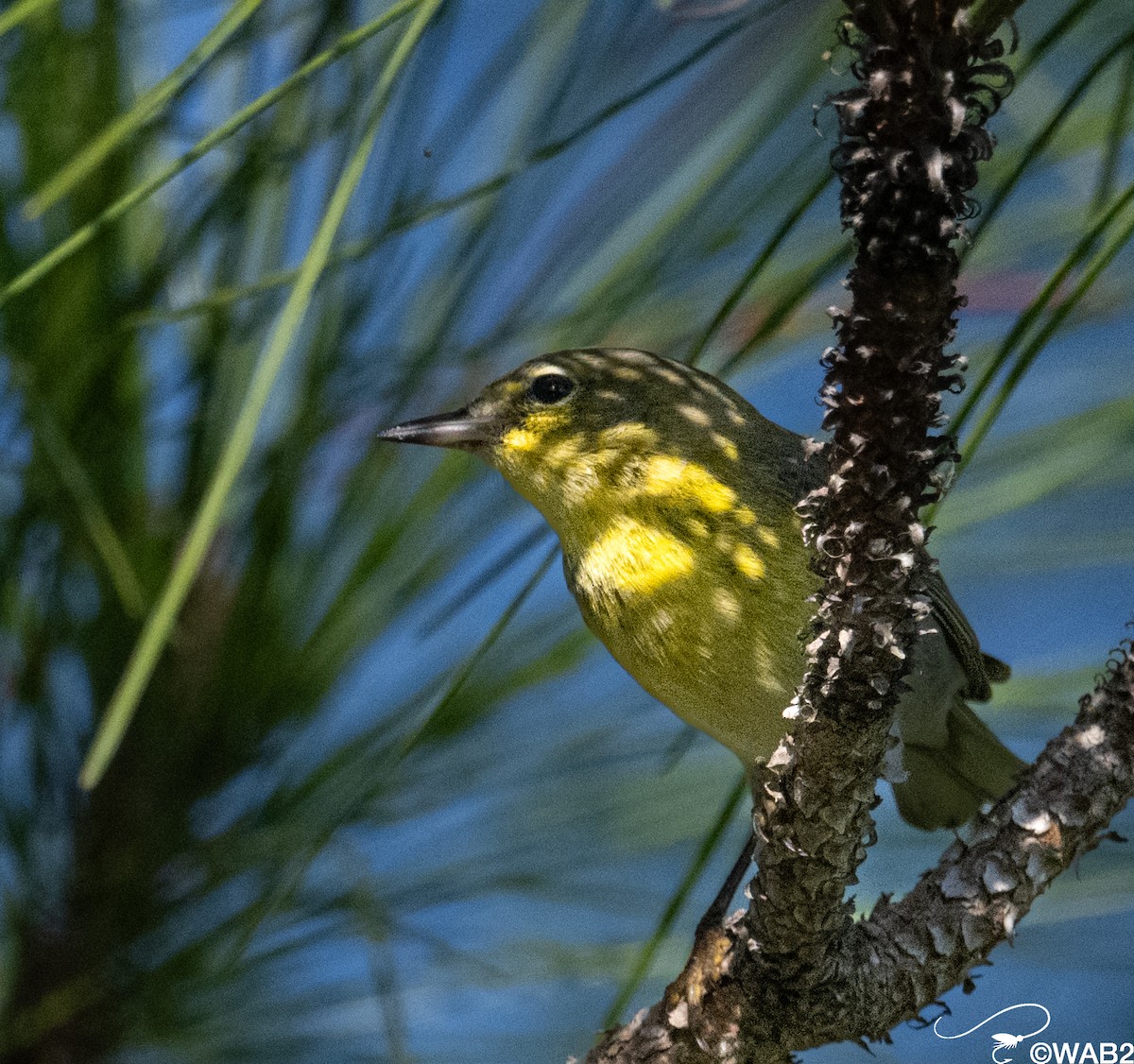 Paruline des pins - ML645562658