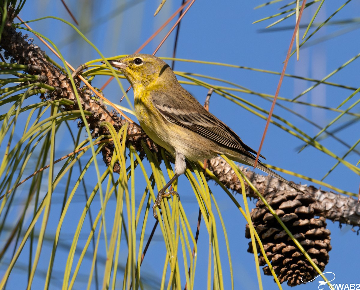 Paruline des pins - ML645562659