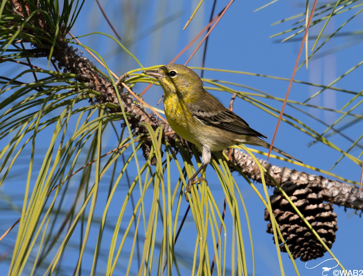 Paruline des pins - ML645562660