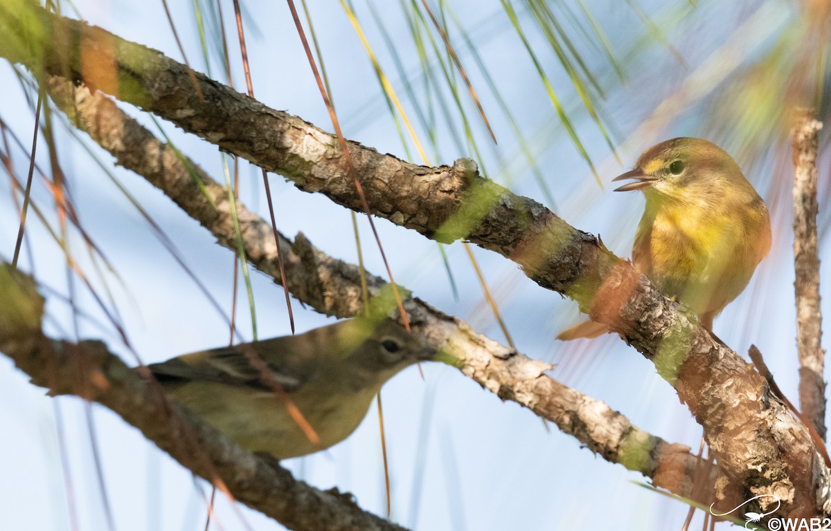 Paruline des pins - ML645562661