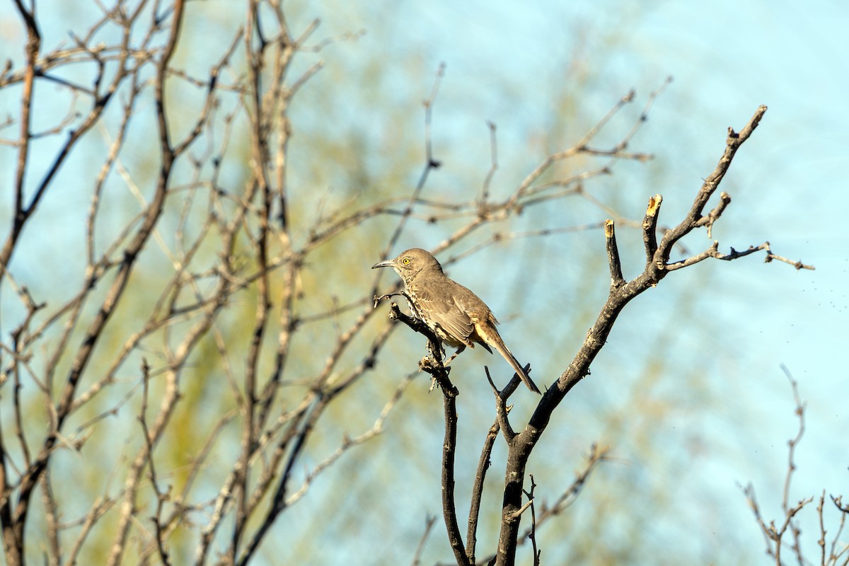 Moqueur gris - ML645562663