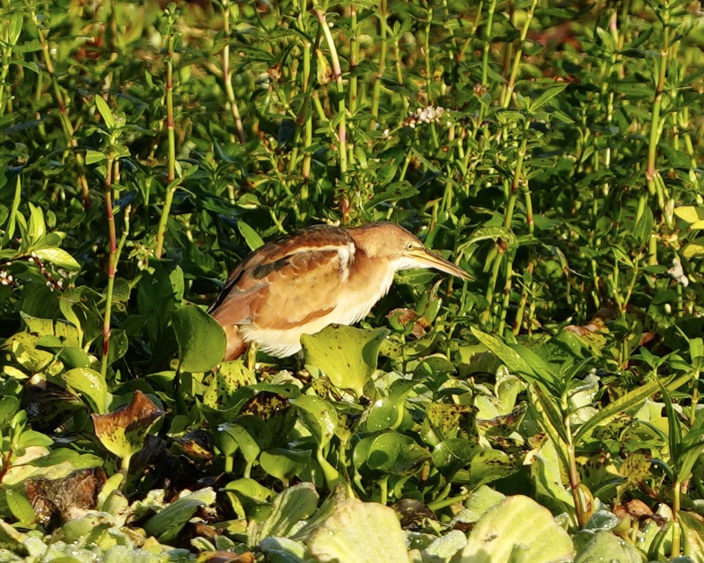 コヨシゴイ - ML645562664