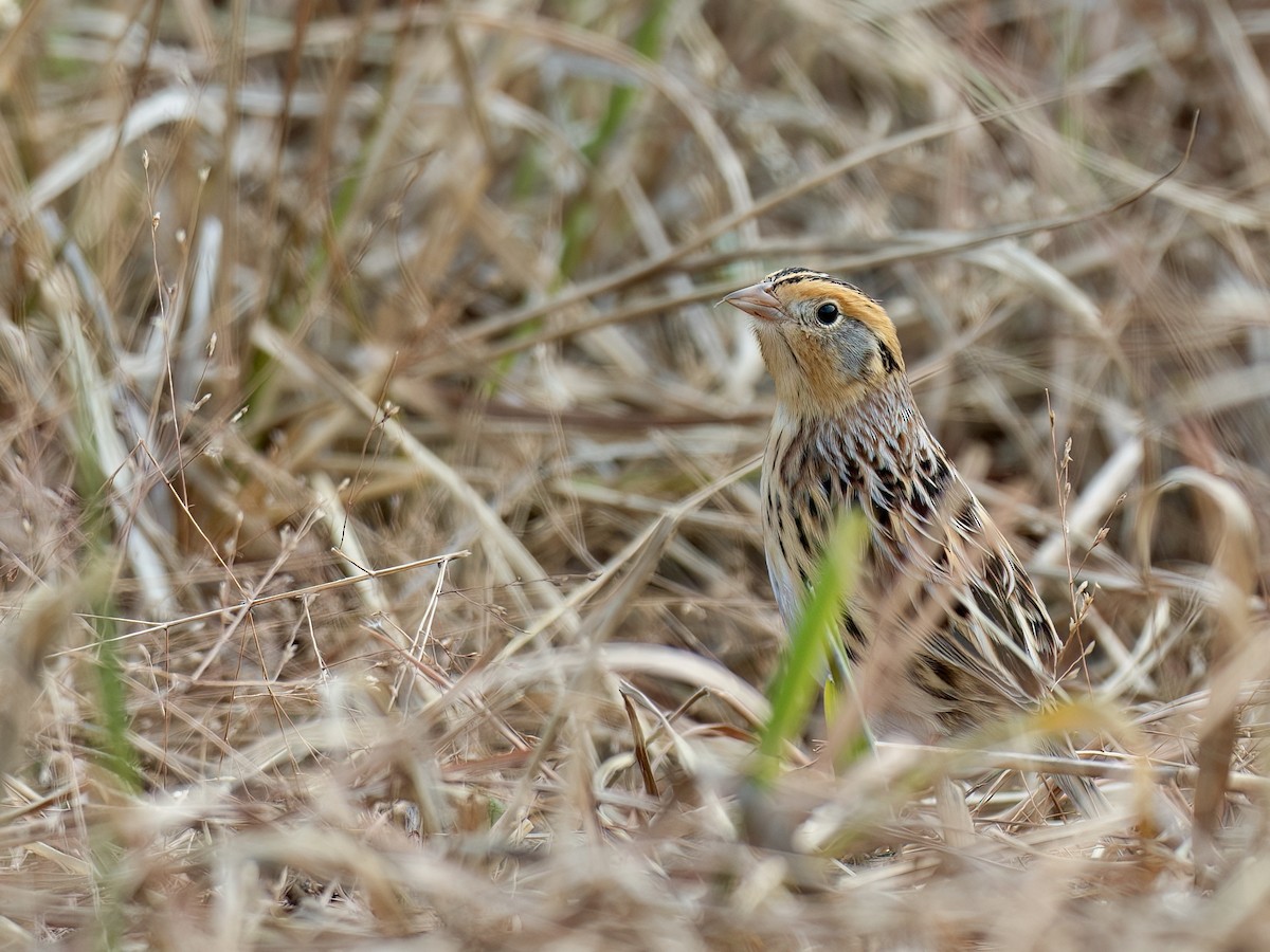 LeConte's Sparrow - ML645562670