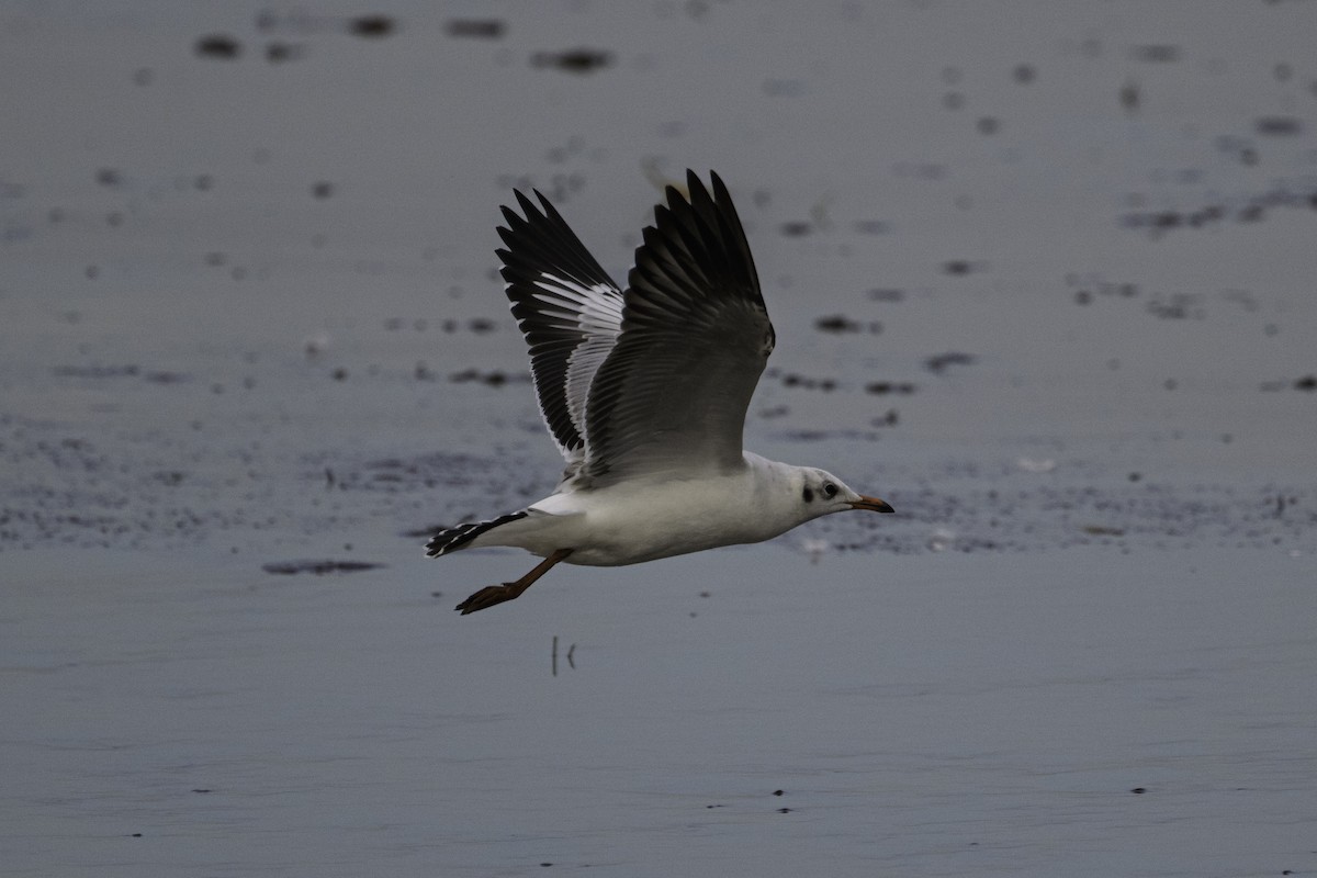 Gaviota Centroasiática - ML645562673