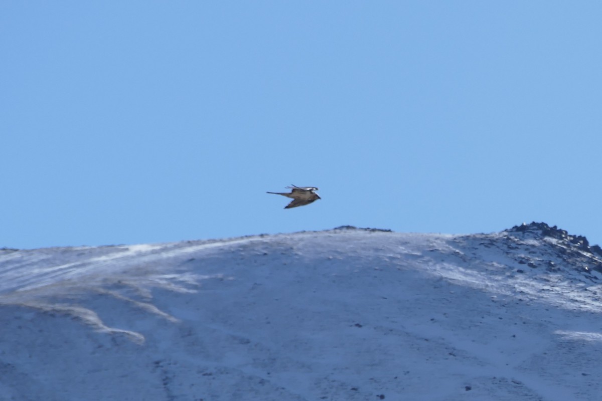 orlosup bradatý - ML645562682