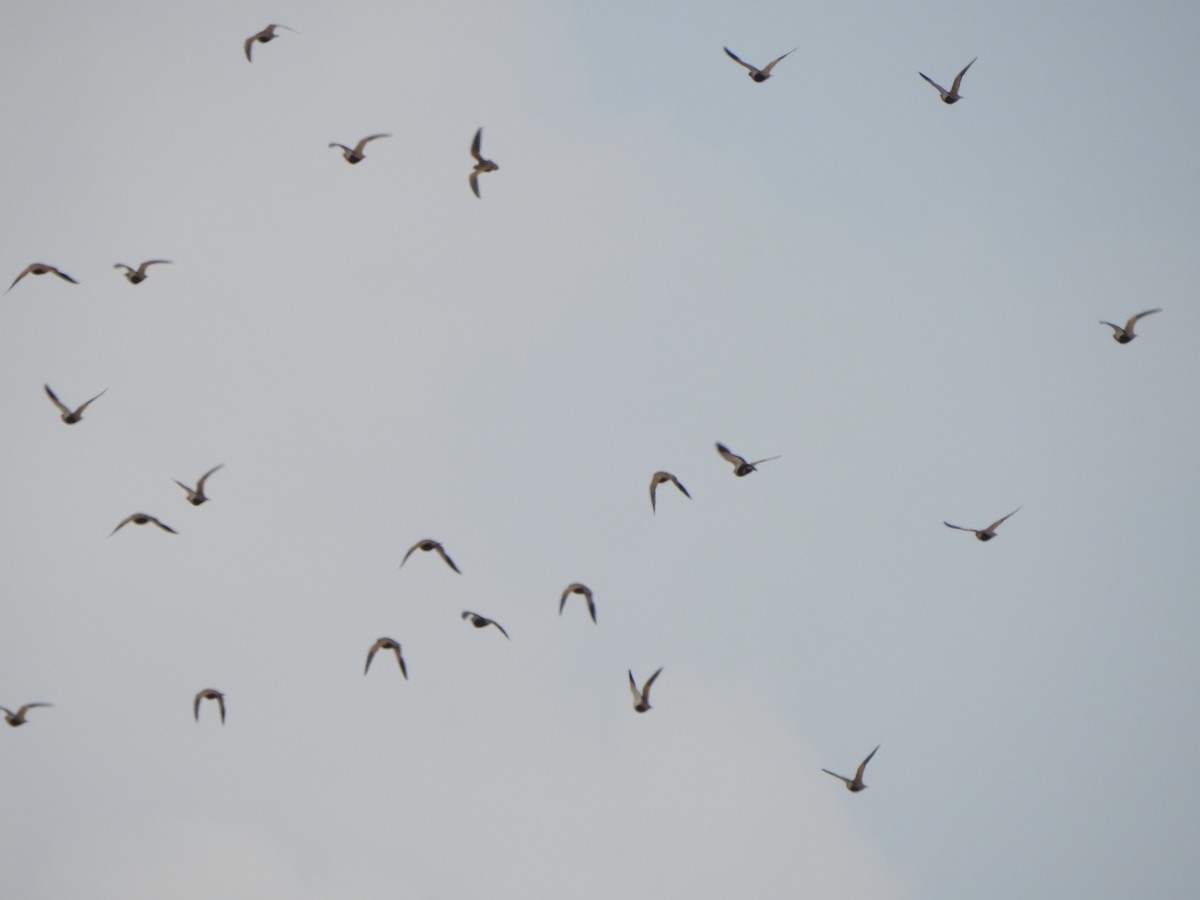 Black-bellied Sandgrouse - ML645562683