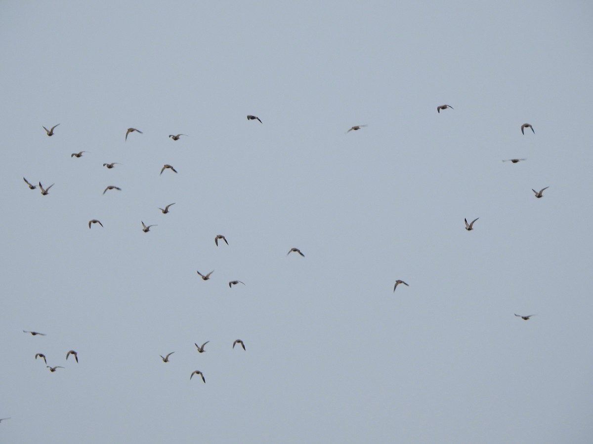 Black-bellied Sandgrouse - ML645562684
