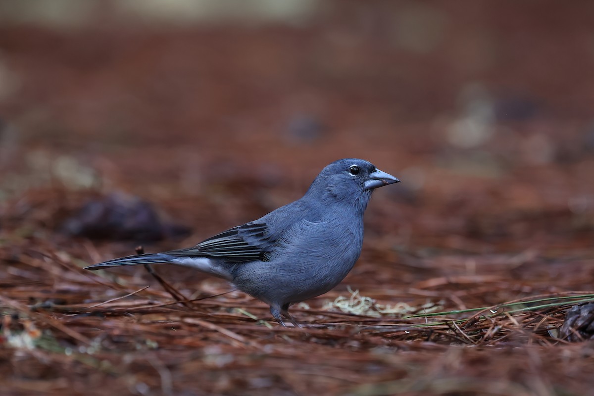 Tenerife Blue Chaffinch - ML645562690