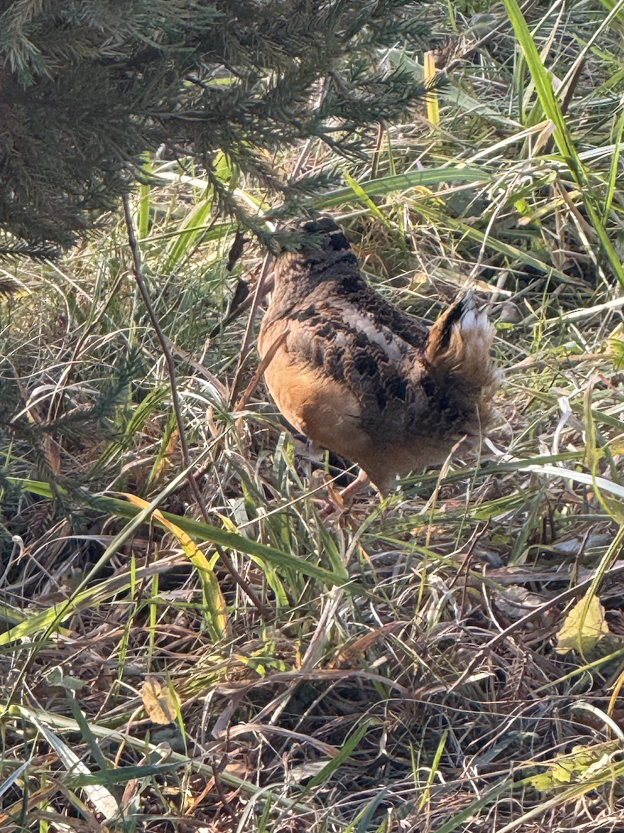 American Woodcock - ML645562691