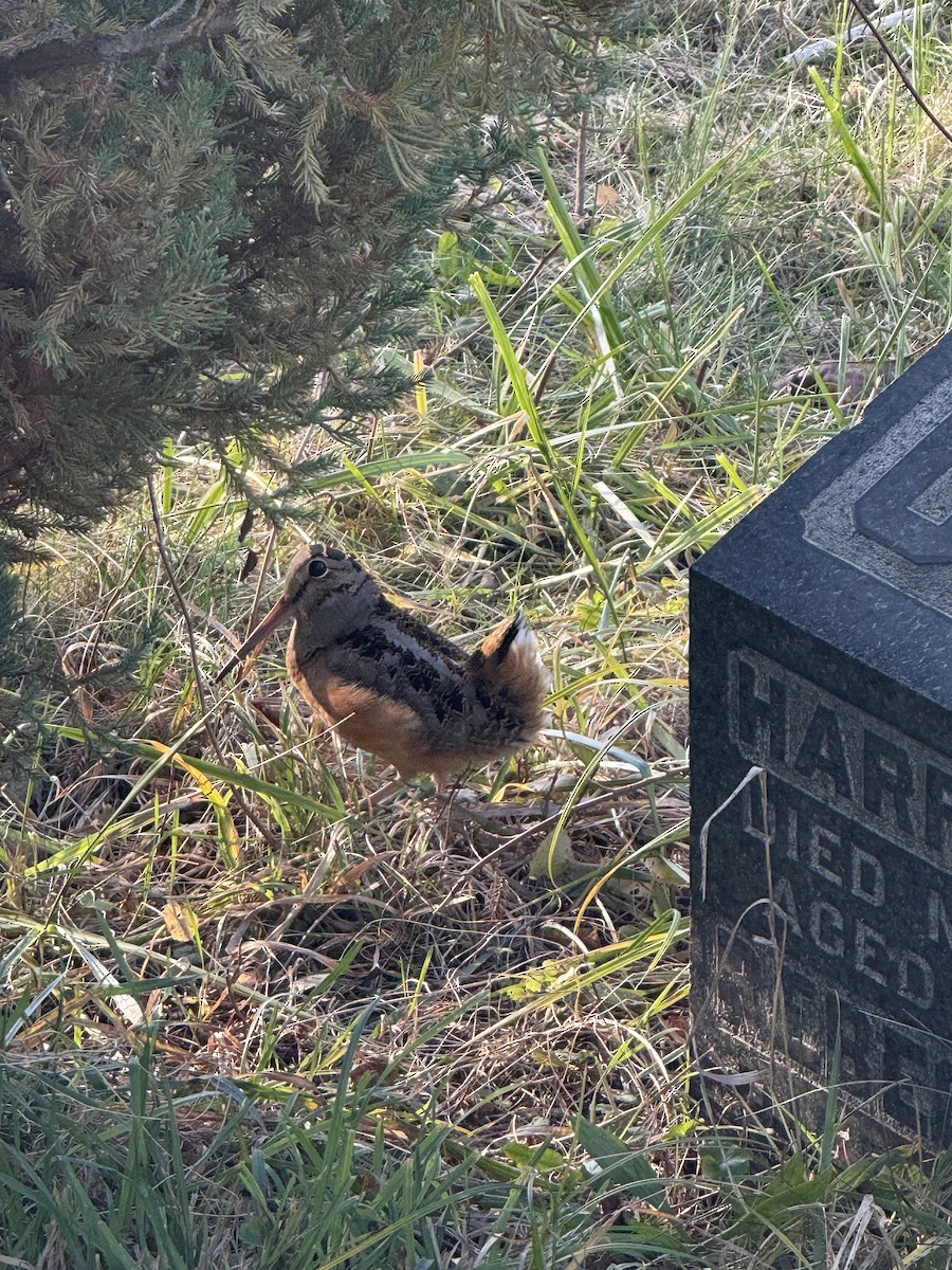 American Woodcock - ML645562692