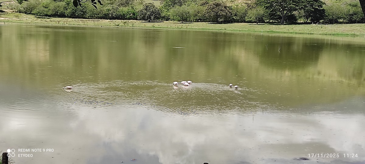 Rosalöffler - ML645562721