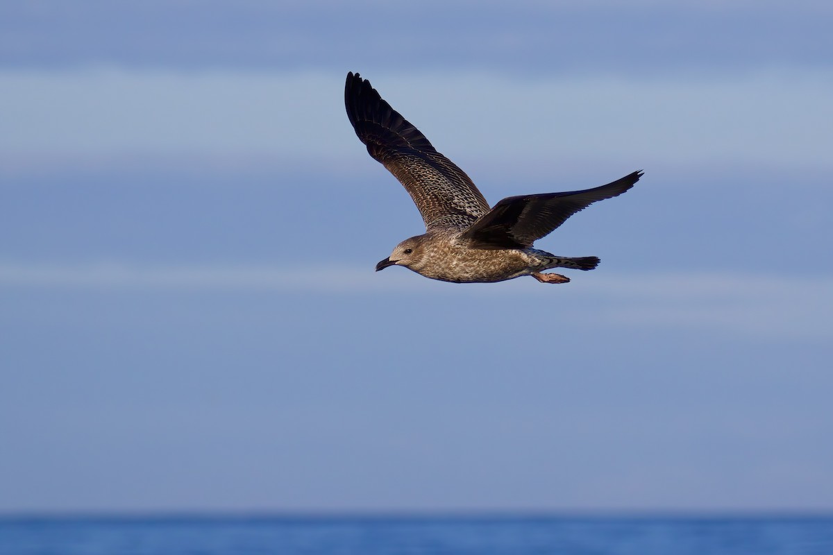 Lesser Black-backed Gull - ML645562722