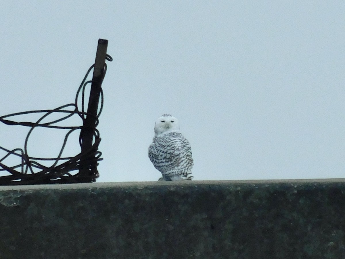 Snowy Owl - ML645562723