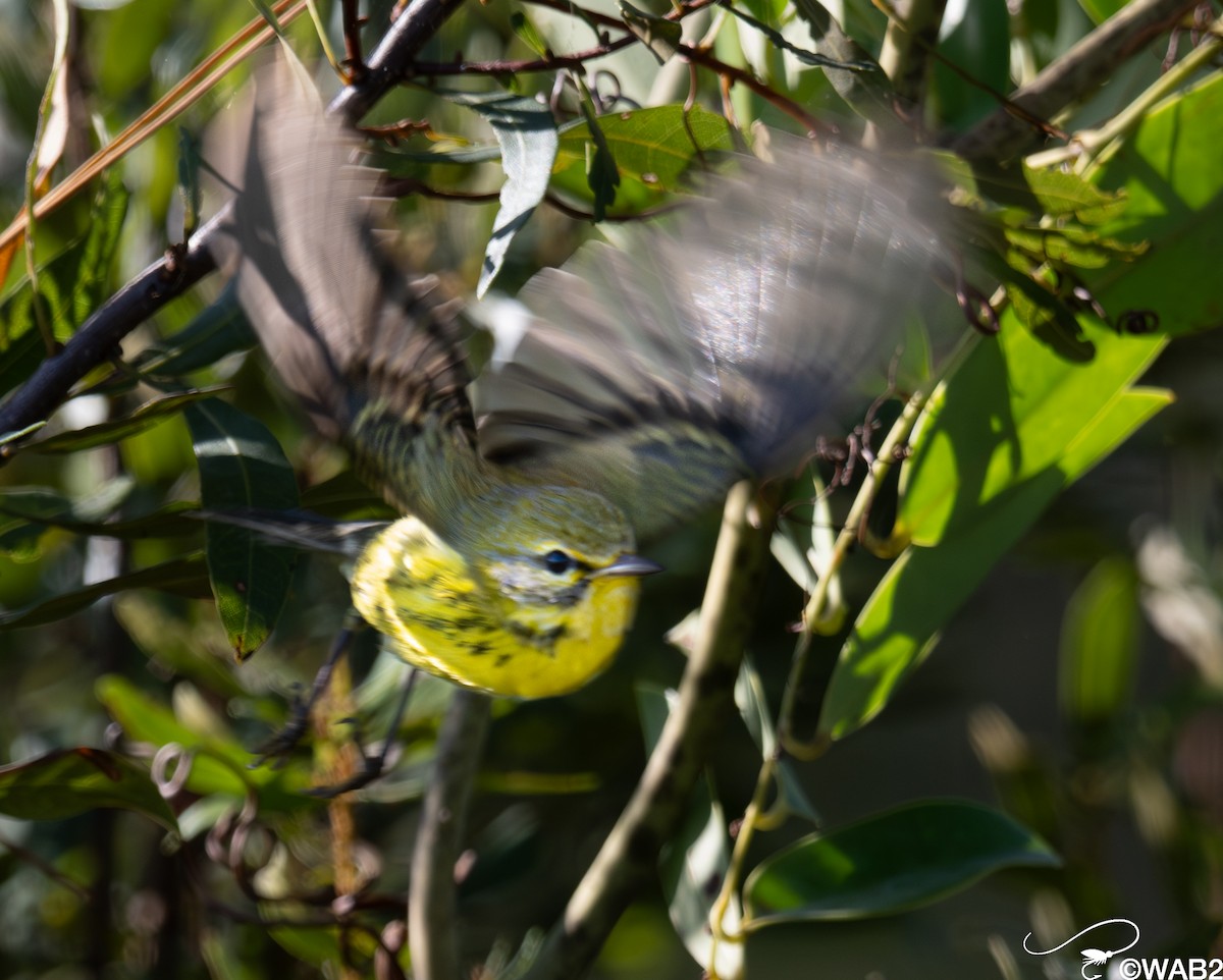 Paruline des prés - ML645562729