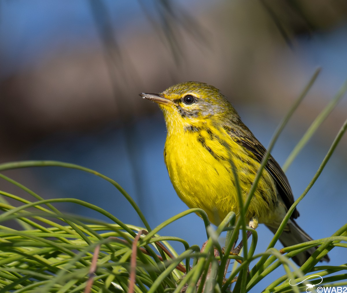 Paruline des prés - ML645562730