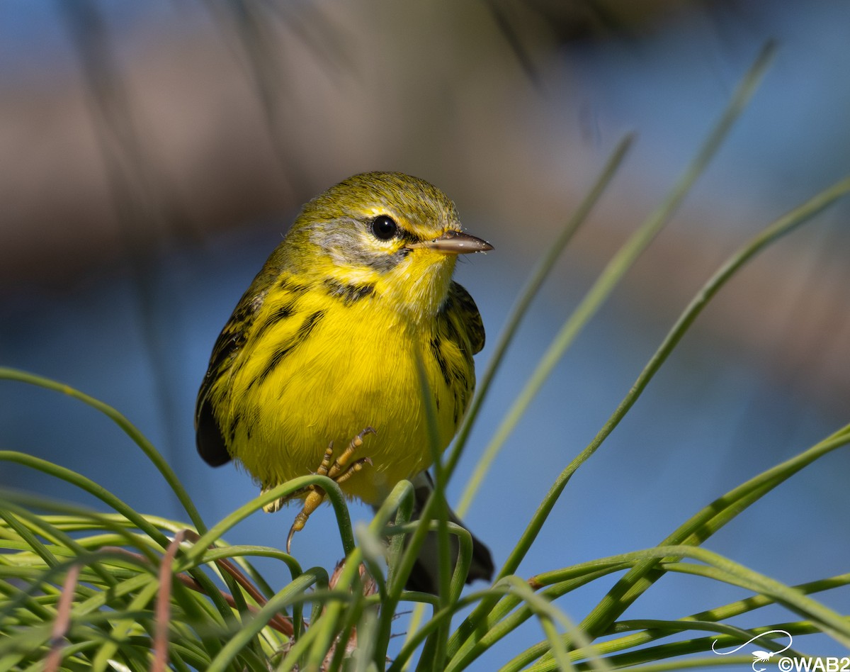 Paruline des prés - ML645562731