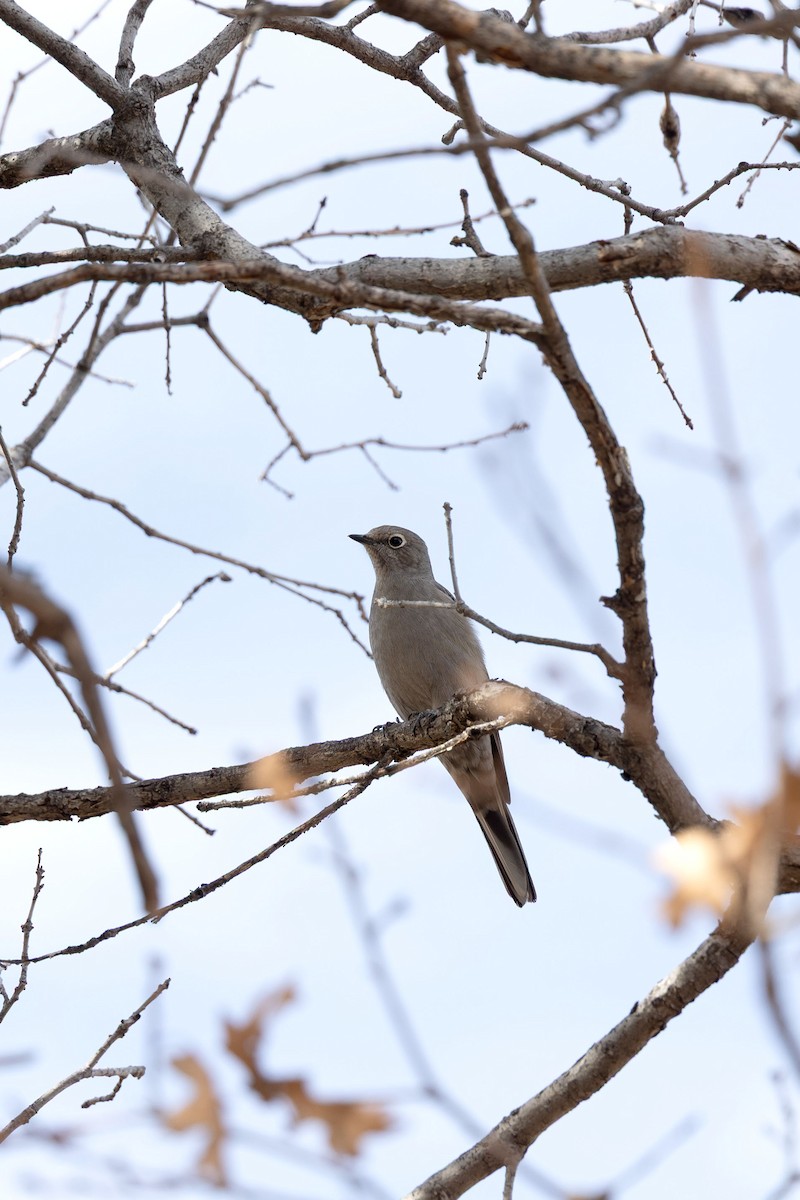Townsend's Solitaire - ML645562734