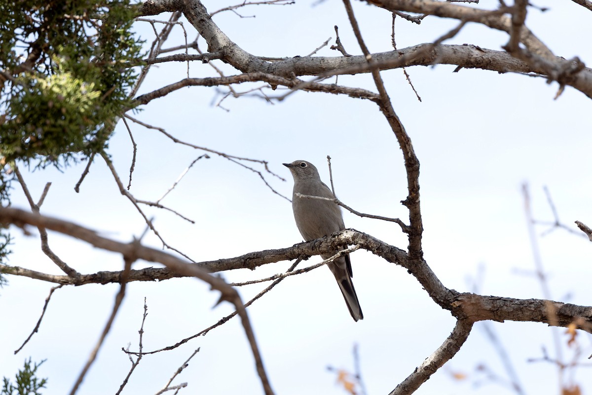 Townsend's Solitaire - ML645562735