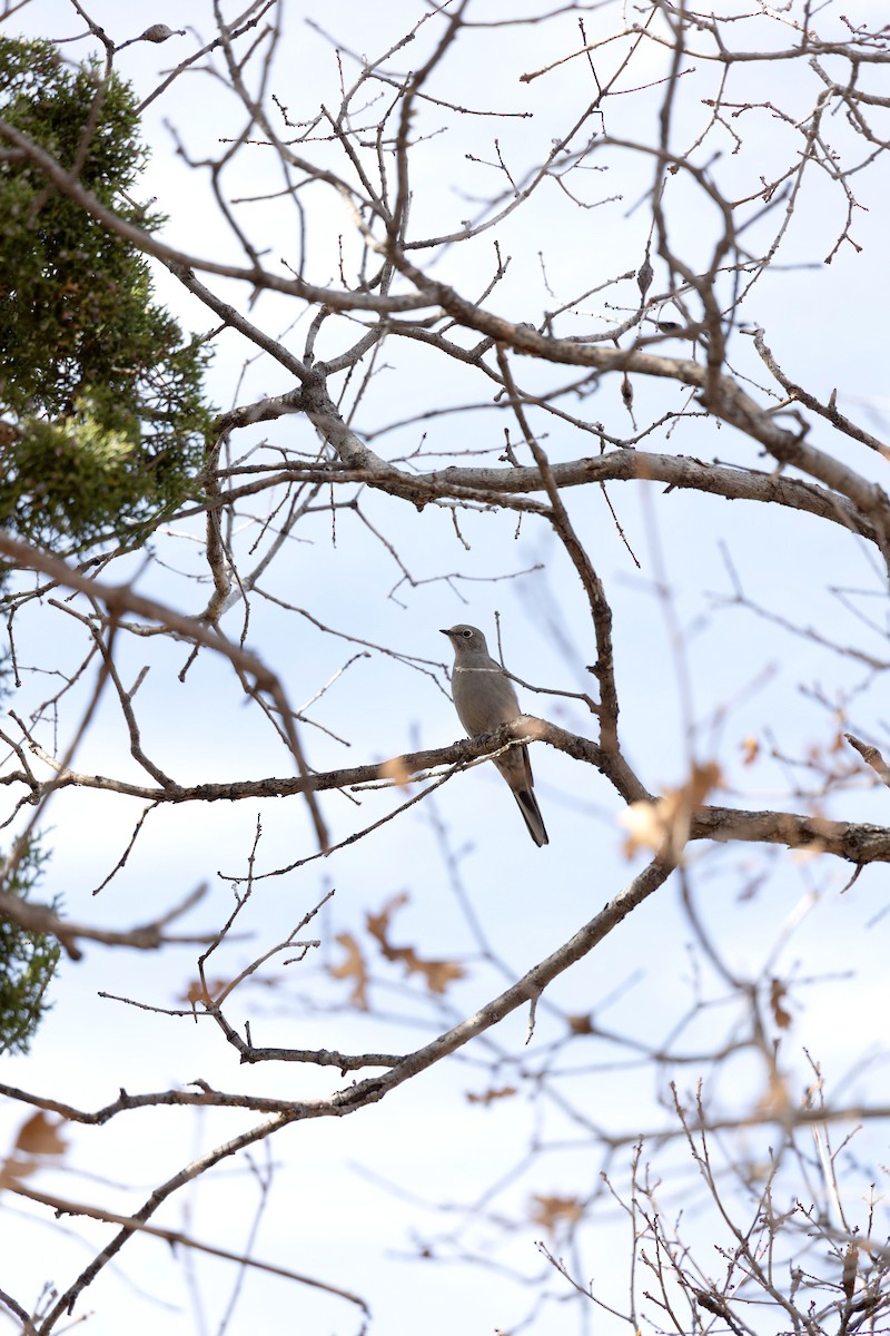 Townsend's Solitaire - ML645562736
